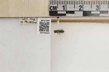 Media type: image;   Entomology 793025 Aspect: Labels